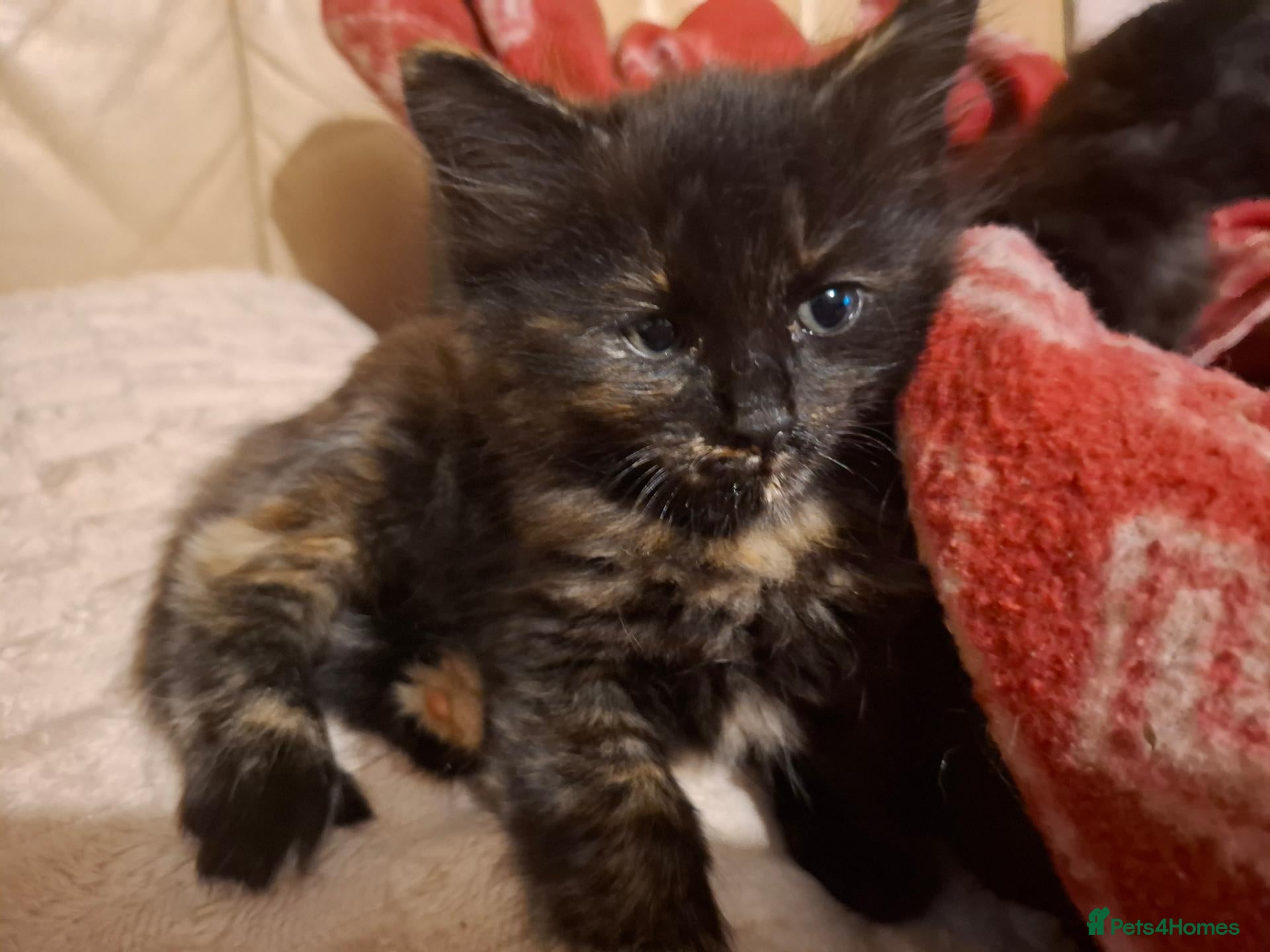 Mixed Breed cats Lovely Kittens 😻 - Advert 2