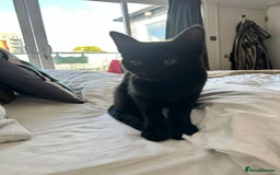 Mixed Breed cats for sale: Black cat for sale - Image 2