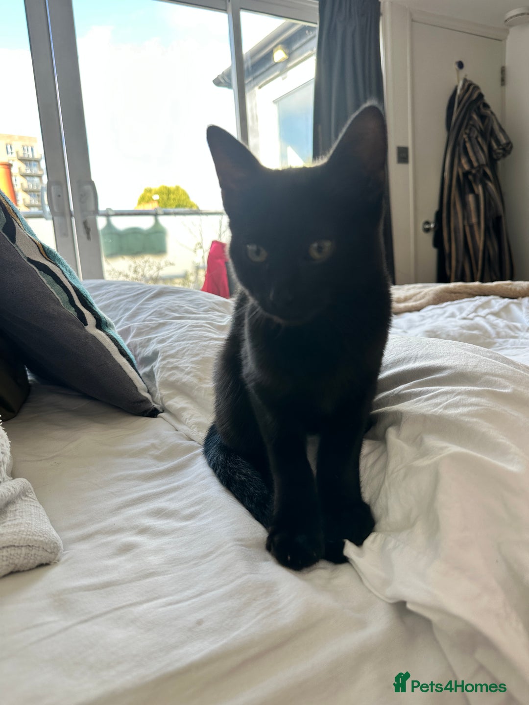 Mixed Breed cats for sale: Black cat for sale - Image 2