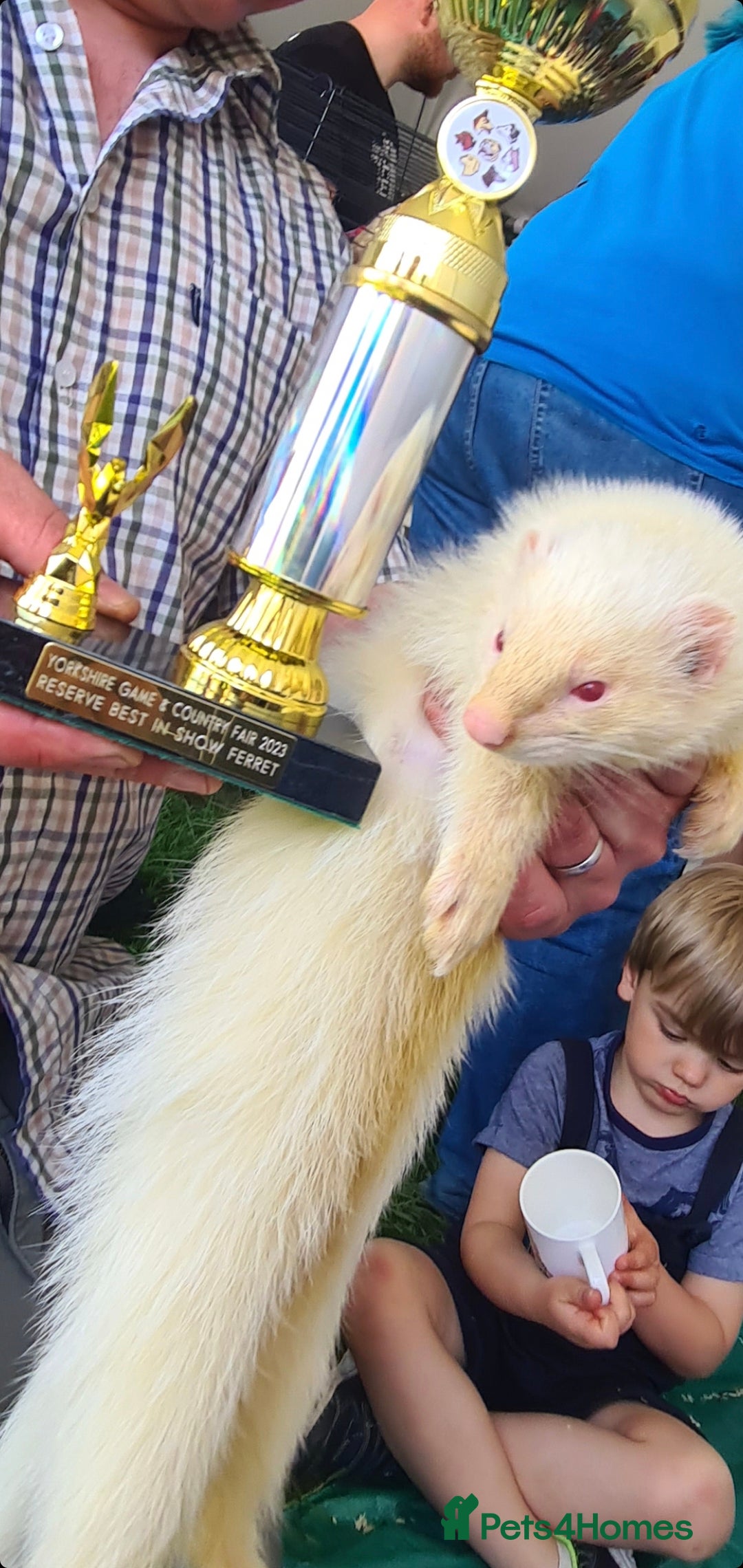 Ferret rodents for sale: Amazing Albino Ferret Kits - Image 7