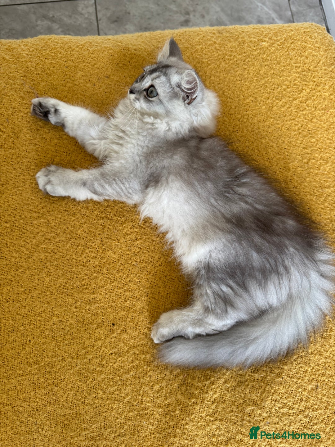 Scottish Fold cats for sale: Adorable Pure Scottish Fold Chinchilla Kittens in South Ockendon - Image 27