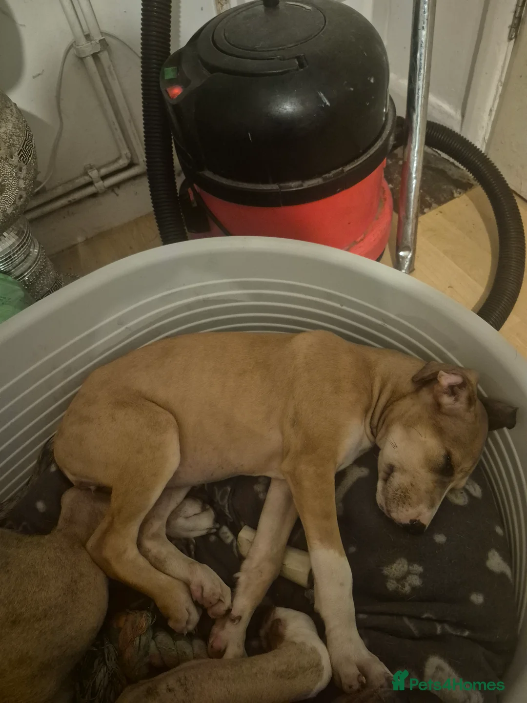 Mixed Breed dogs for sale: Lurcher x olde time English Bulldog puppy - Advert 2