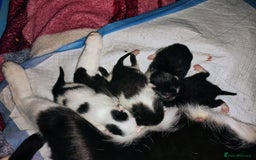 Mixed Breed cats for sale: Kittens - Image 1