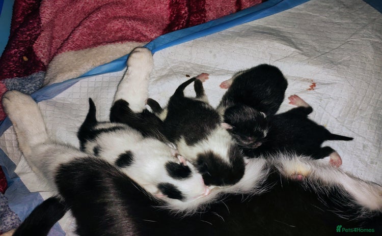 Mixed Breed cats for sale - Advert 2