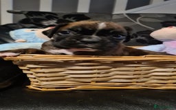 Boxer dogs for sale:  Puppies KC – Exceptional Champion Bloodlines 🐾 - Image 19