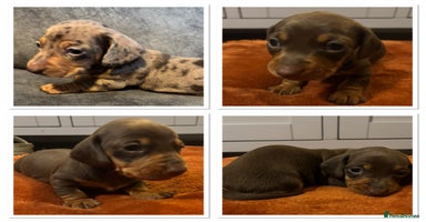 Miniature Dachshund dogs - Advert 6