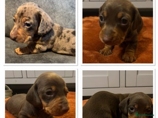 Miniature Dachshund dogs - Advert 9