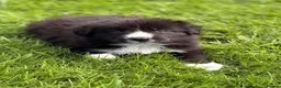 Border Collie dogs for sale: STUNNING BORDER COLLIE PUPS.  - Advert 30