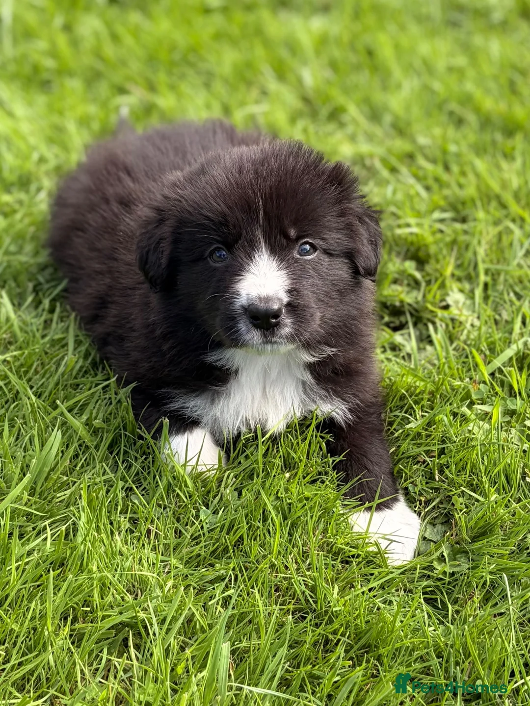 Border Collie dogs for sale: STUNNING BORDER COLLIE PUPS.  - Advert 30