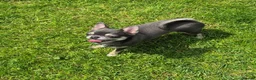 Chihuahua dogs for sale: Stunning Blue Chihuahua Girl  - Advert 4