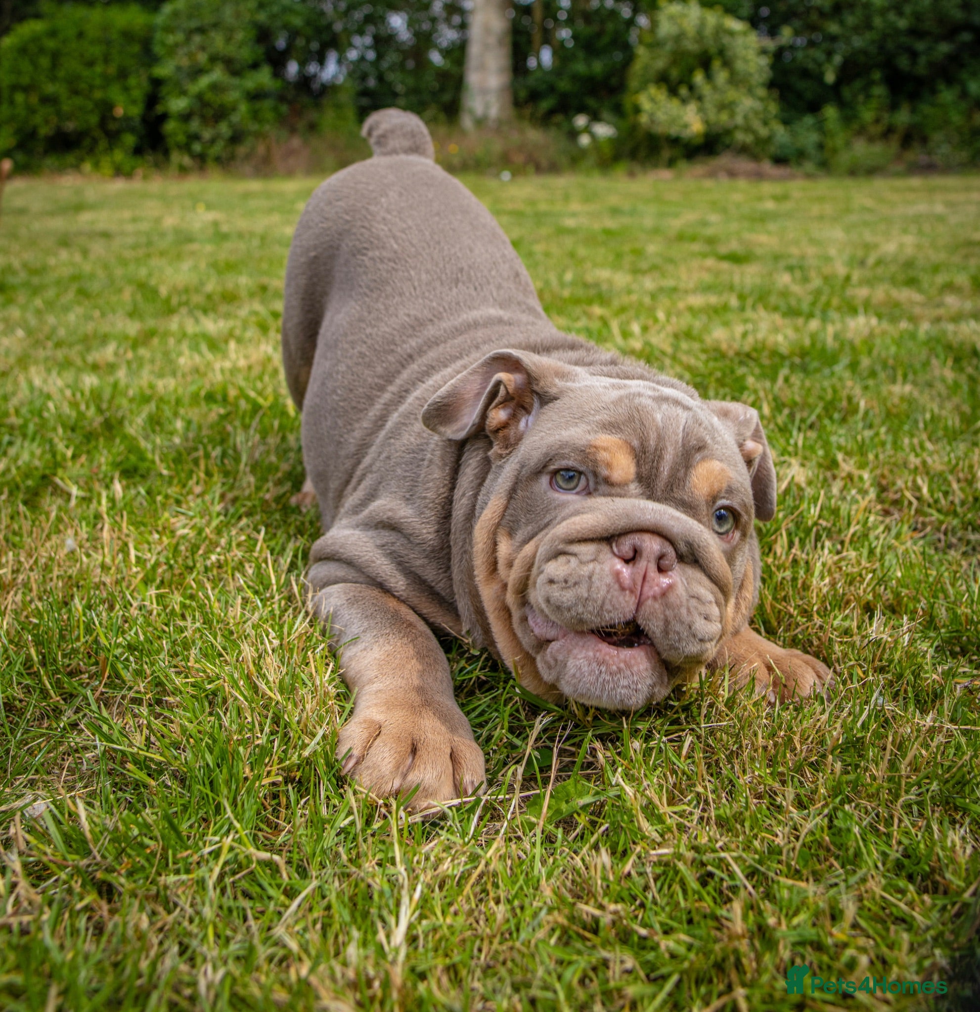 English Bulldog dogs Premium KC Registered English Bulldog Puppies   - Advert 1