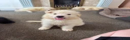 German Shepherd dogs for sale: Straight Back White German Shepherd Pups 🐶 🐕  - Advert 24