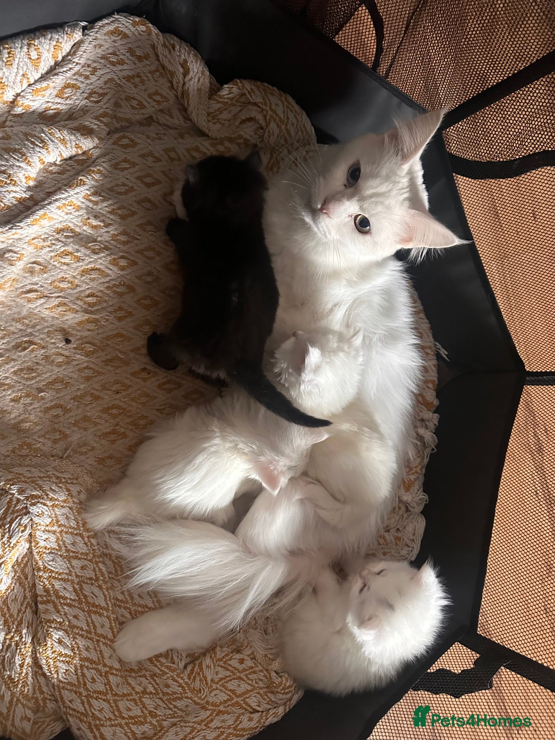 Mixed Breed cats for sale: Maine Coon Kittens - Advert 2