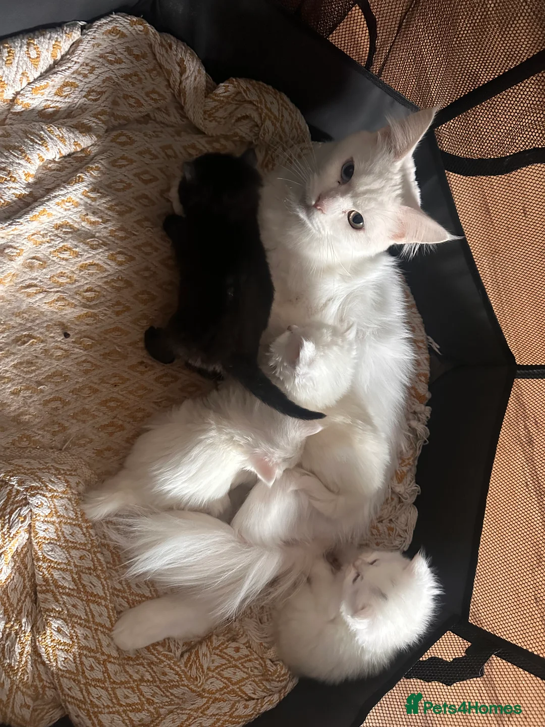 Mixed Breed cats for sale: Maine Coon Kittens - Advert 2