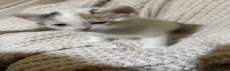 American Shorthair cats for sale: Cuddly Cute Kalic Kittens🐾 - Advert 7