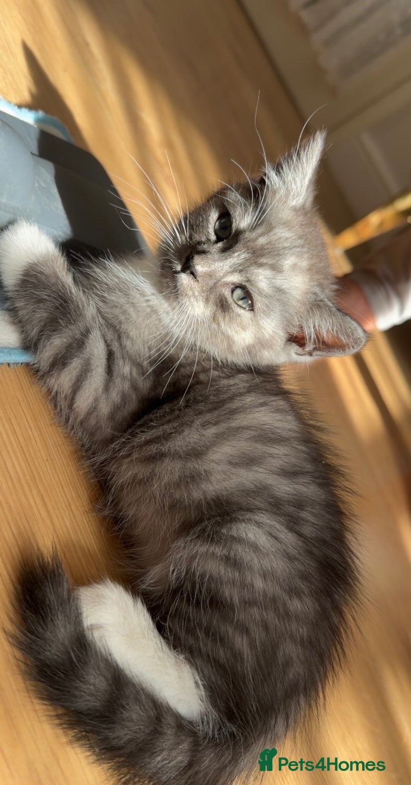 British Shorthair cats Adorable grey and white British short hair kitten  - Advert 1