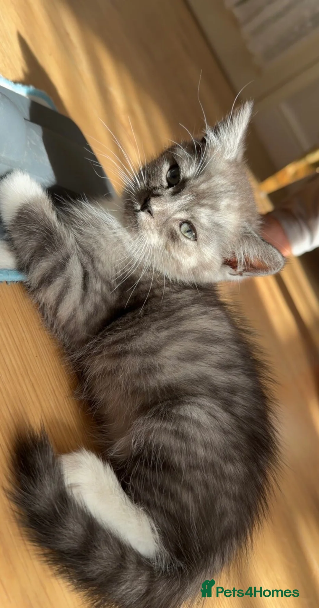 British Shorthair cats for sale: Adorable grey and white British short hair kitten  in London - Advert 1