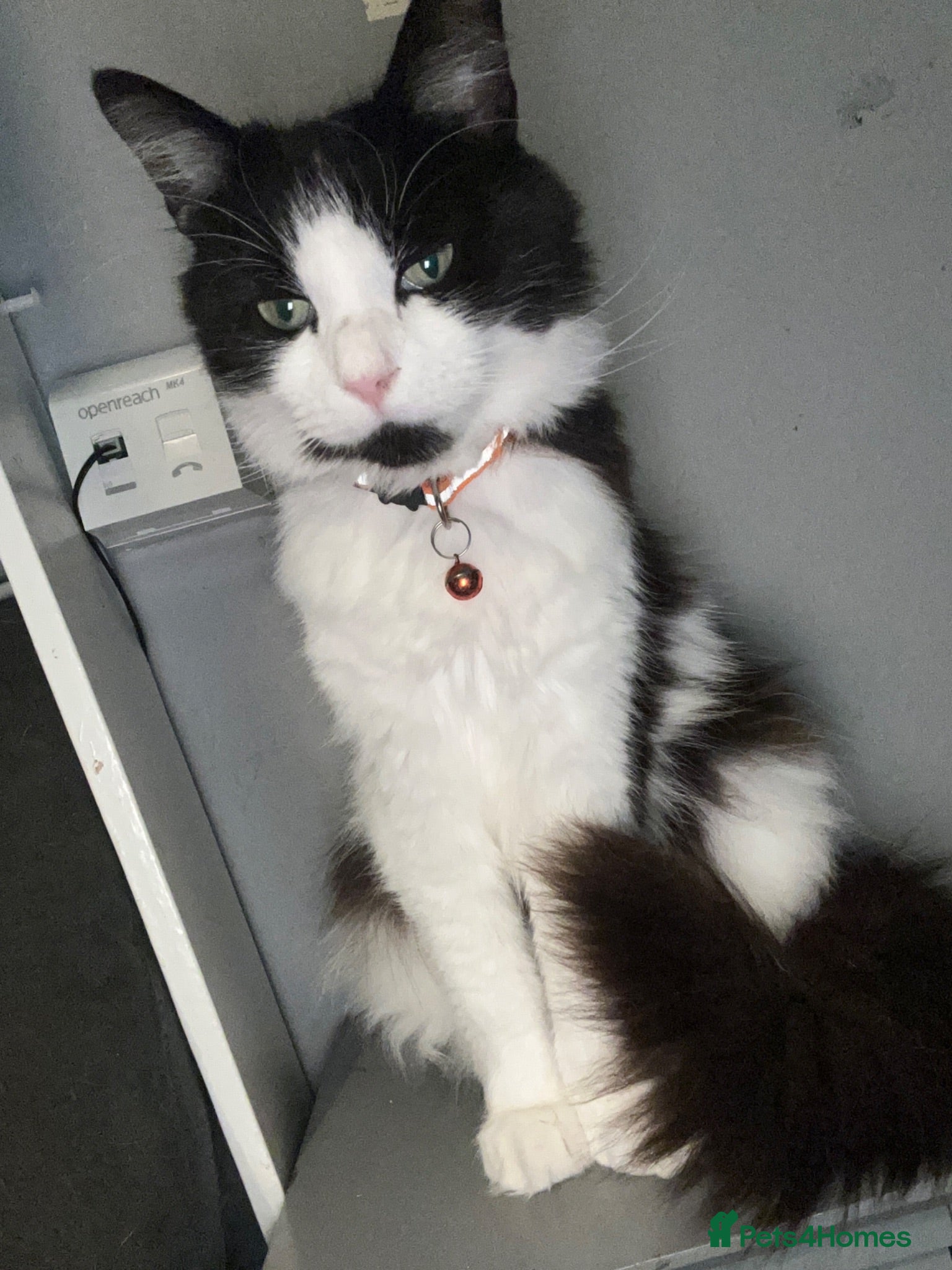 British Longhair cats This is oandora - Advert 3
