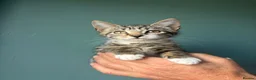 Mixed Breed cats for sale: Gorgeous kittens  - Advert 3