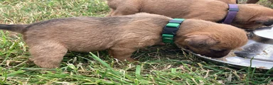 Lakeland Terrier 4