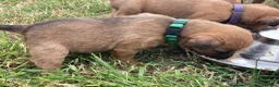 Lakeland Terrier dogs for sale: Lakeland Terrier Pups in Shrewsbury - Advert 13
