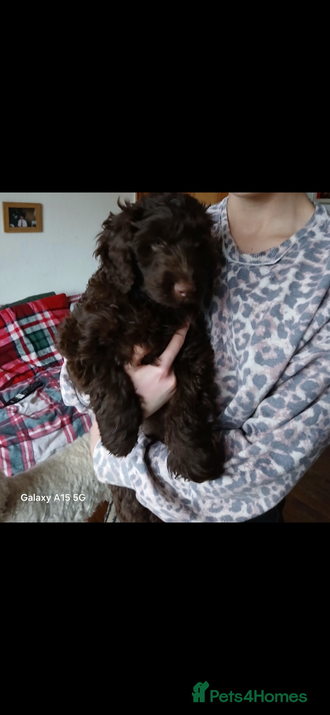 Mixed Breed dogs beautiful cocker doodles - Advert 2