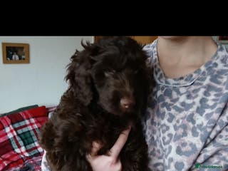 Mixed Breed dogs beautiful cocker doodles - Advert 2