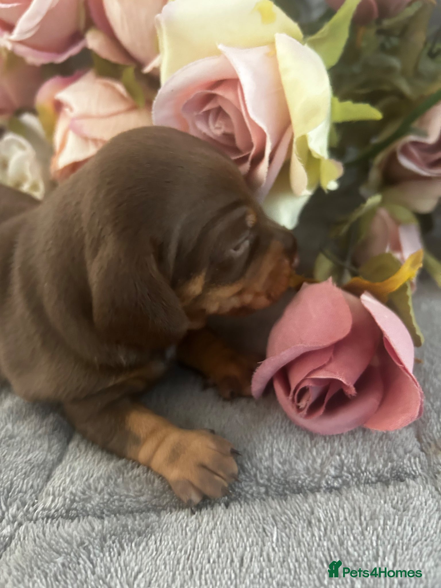 Miniature Dachshund dogs Beautiful well socialised Miniature Dachshunds - Advert 4