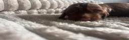 Cocker Spaniel dogs for sale: Beautiful cocker spaniel puppies - Advert 9