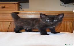 Mixed Breed cats for sale: Gorgeous female black smoke kitten 10 weeks old - Image 1