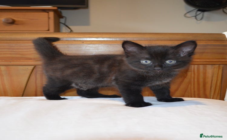 Mixed Breed cats - Advert 6