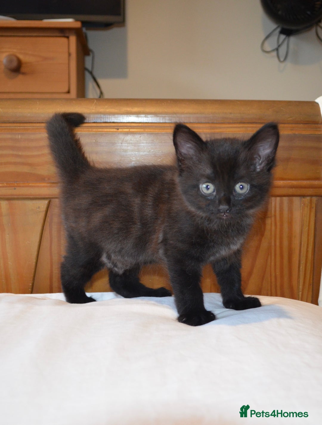 Mixed Breed cats for sale: Gorgeous female black smoke kitten 10 weeks old - Image 1