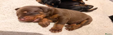 Dobermann 5
