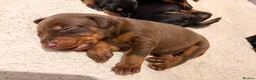 Dobermann dogs for sale: KC Dobermans  - Advert 4