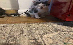 Mixed Breed cats for sale: Mixed bead boys  - Image 6