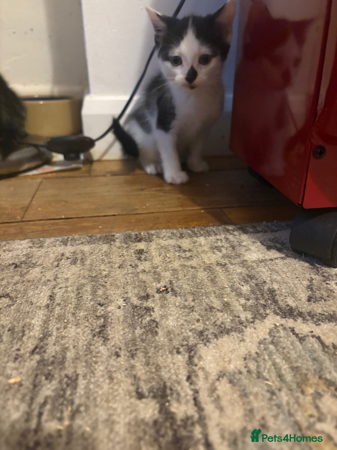 Mixed Breed cats for sale: Mixed bead boys  - Image 6