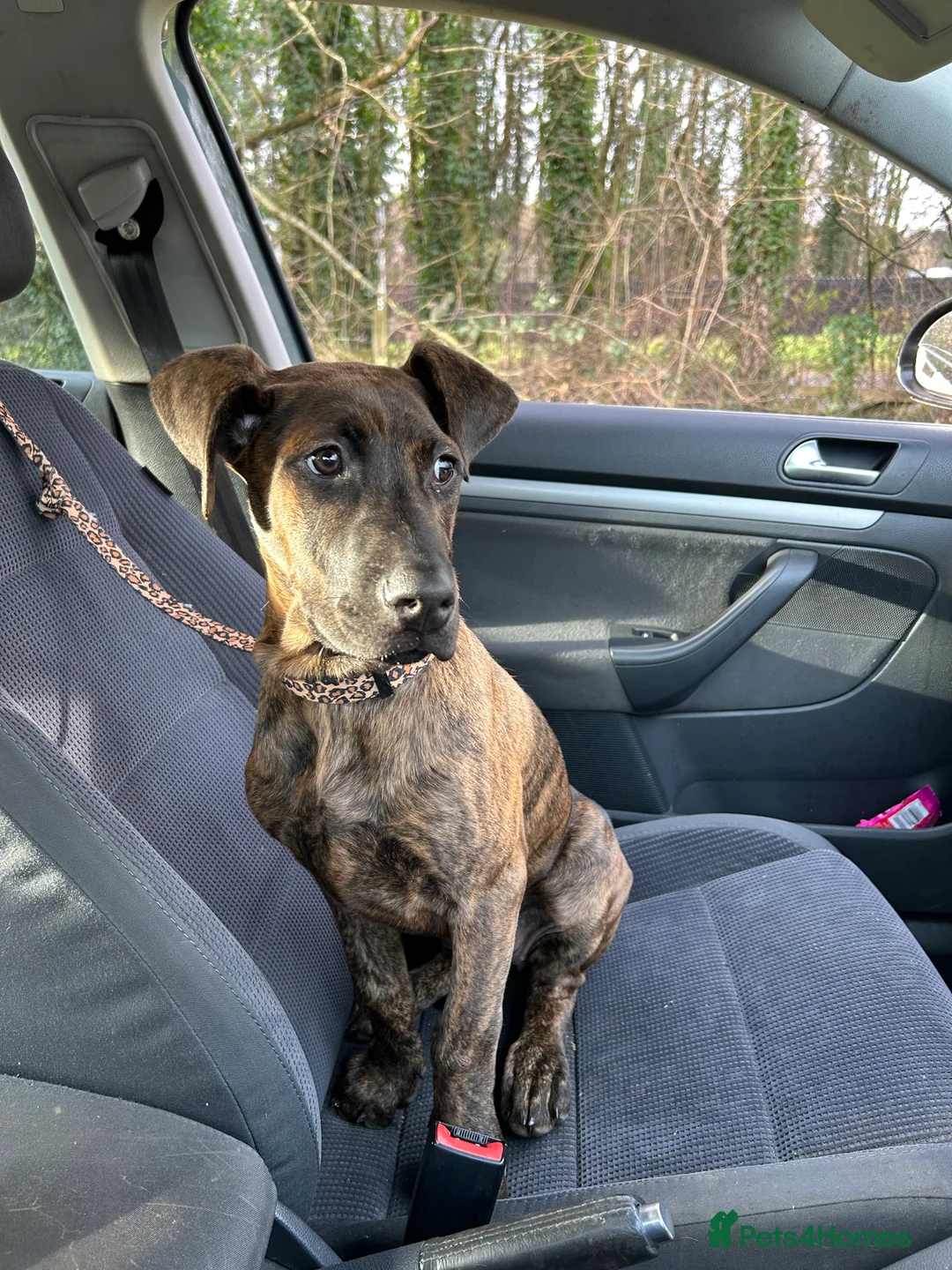 Mixed Breed dogs for sale: Doberman x Cane Corso 4 months puppy - Advert 1