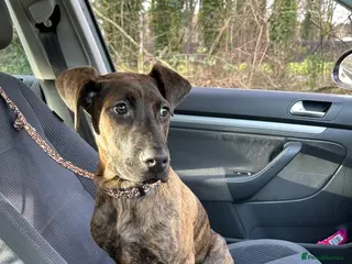 Mixed Breed dogs Doberman x Cane Corso 4 months puppy - Advert 13