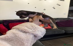 Chihuahua dogs for sale: Chihuahuas for sale  - Image 8
