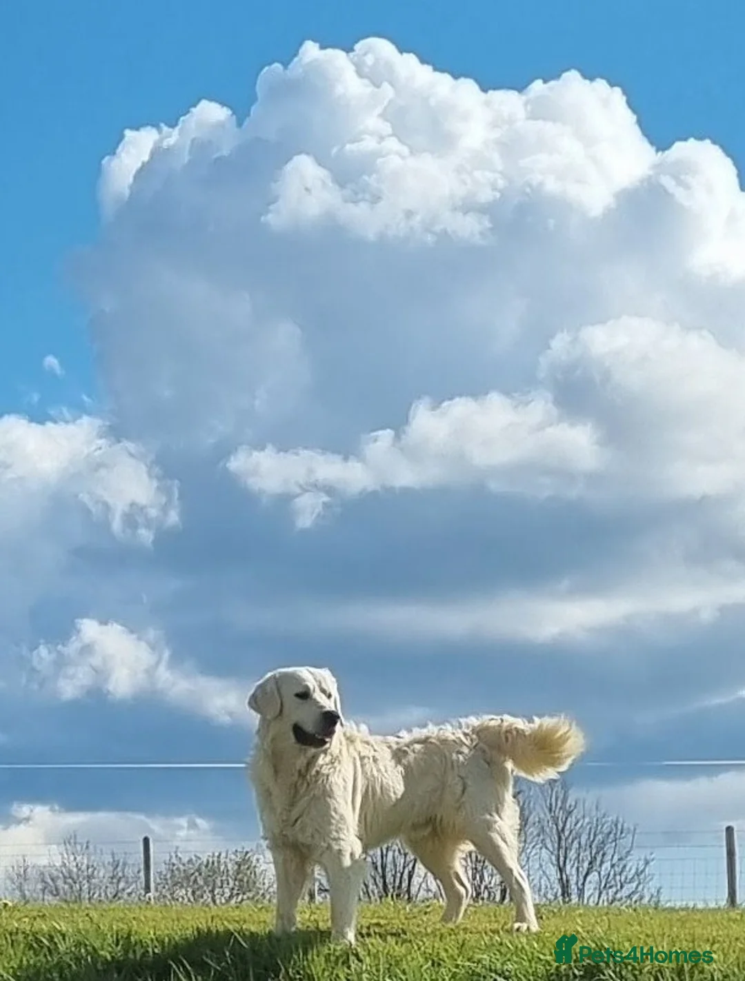 Golden Retriever dogs for sale: KC GOLDEN RETRIEVER PUPS SHOW CHAMPION PEDIGREE  - Advert 2