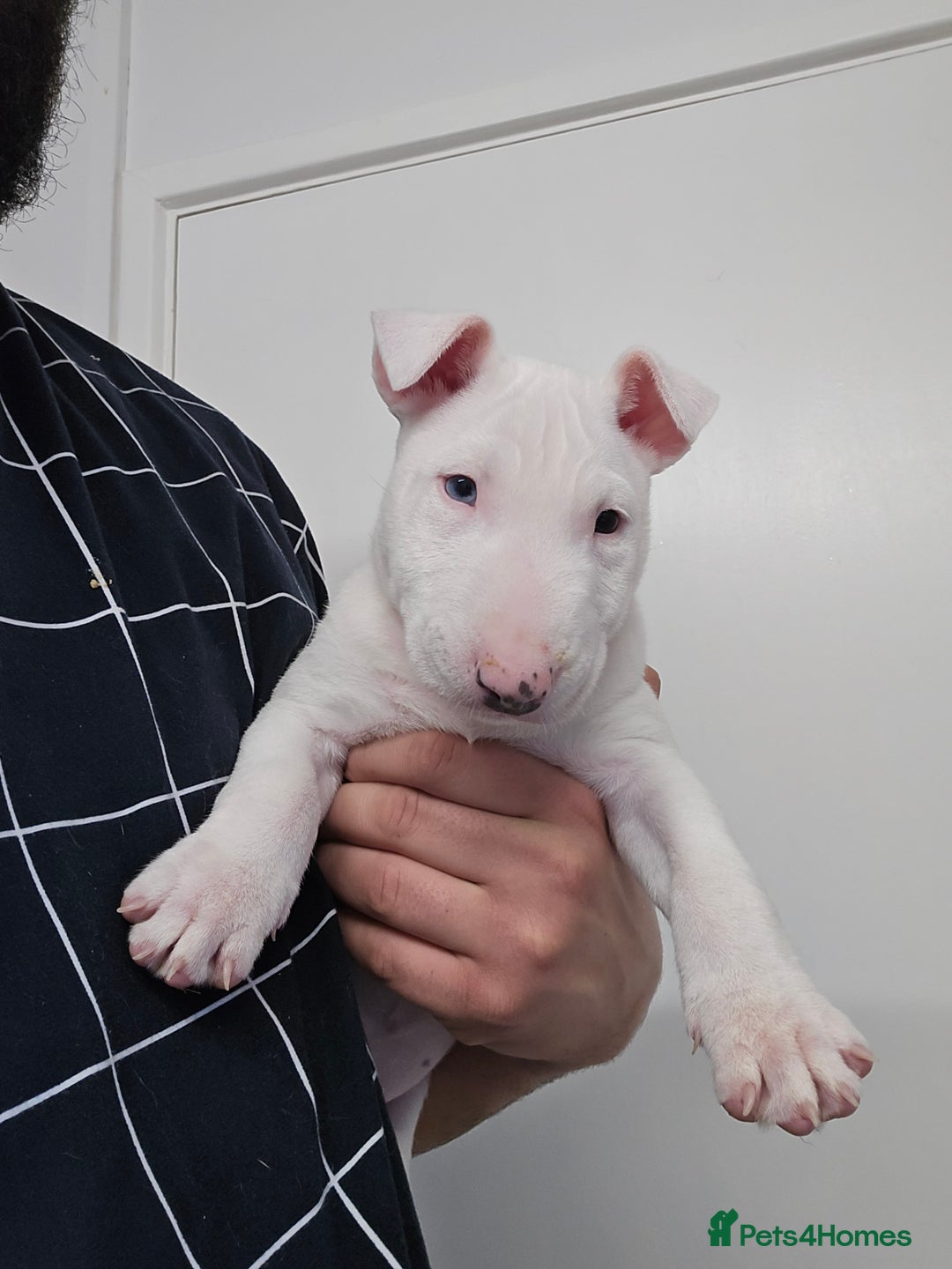 Puppies Bull Terrier Free To Good Home Bull Terrier Puppies