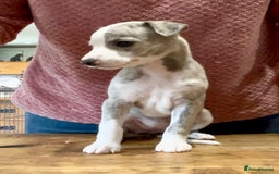 Whippet dogs for sale: Show Quality Blue Brindle KC Registered Whippets - Image 34