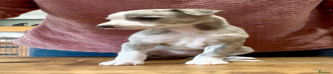 Whippet Puppy 8