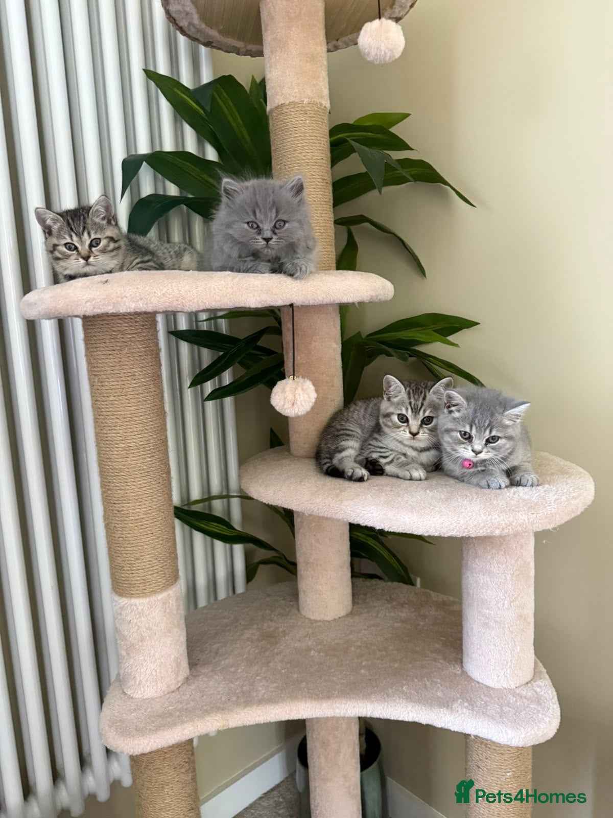 British Shorthair cats British Shorthair kittens for sale  - Advert 1