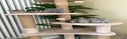 British Shorthair cats for sale: British Shorthair kittens for sale  - Advert 1