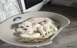 Maltese dogs for sale: Bichon maltese puppies  - Image 4