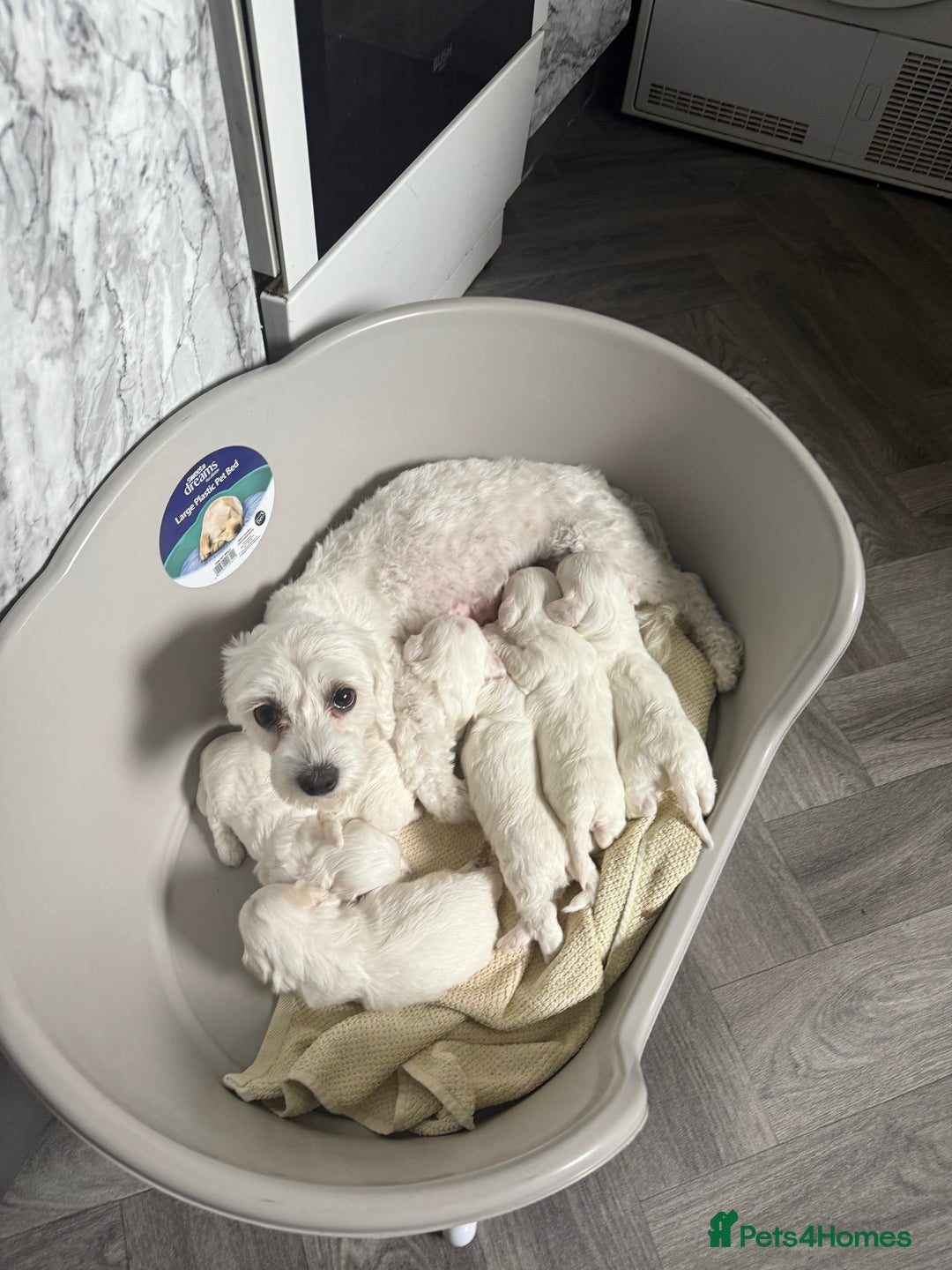 Maltese dogs for sale: Bichon maltese puppies  - Image 4