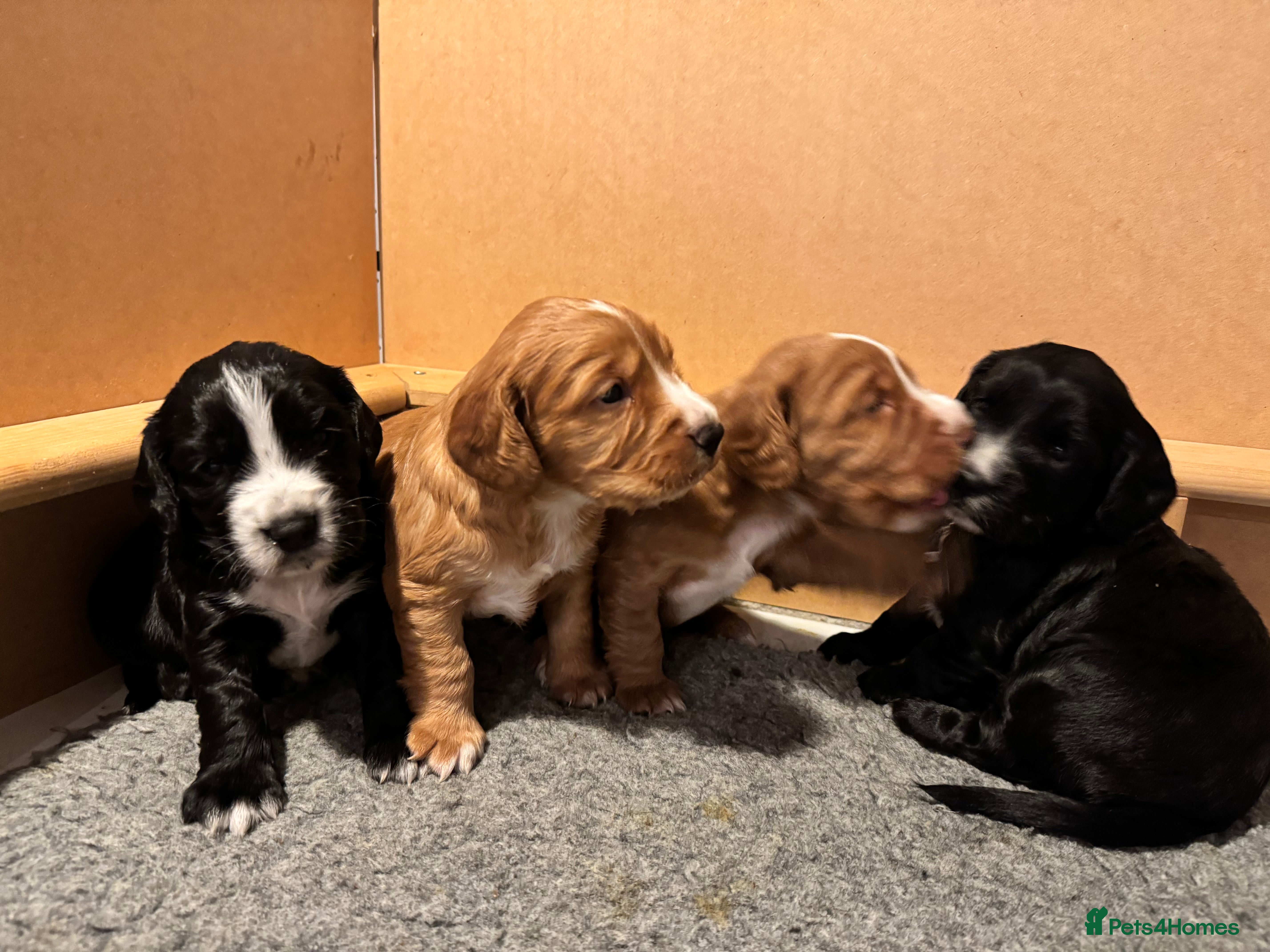 Cocker Spaniel dogs Beautiful cocker spaniels (working) - Advert 4