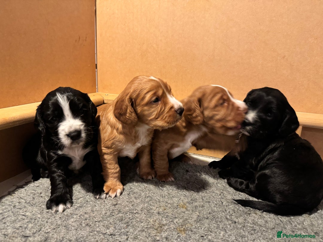 Cocker Spaniel dogs for sale: Beautiful cocker spaniels (working) - Advert 1