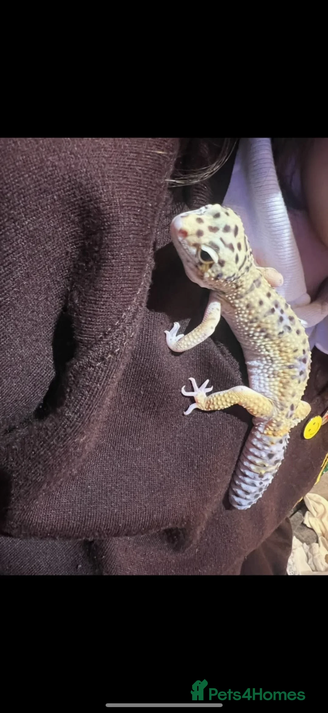 Leopard Gecko reptiles for sale: Leopard gecko  - Advert 2